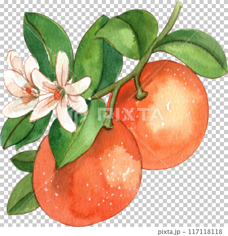 Orange story sweet watercolor png icon Orange story sweet watercolor png icon 117118118