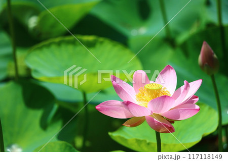 蓮の花　日本最北の蓮池　鏡沼のハス 117118149