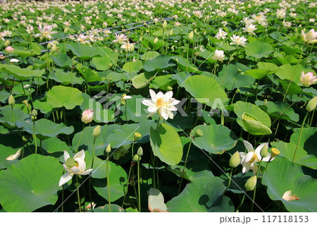 蓮の花　日本最北の蓮池　鏡沼のハス 117118153