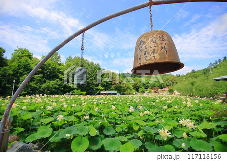 蓮の花 日本最北の蓮池 鏡沼のハス 蓮の花 日本最北の蓮池 鏡沼のハス 117118156