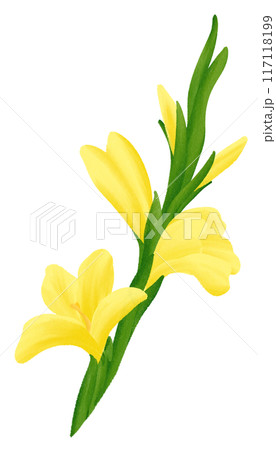 Yellow Gladiolus  is one of the birth flowers for August 117118199