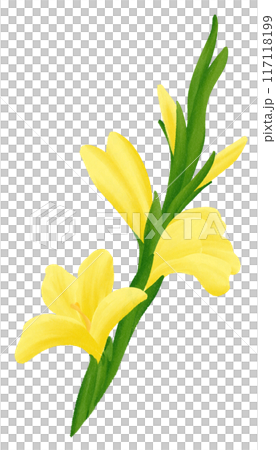 Yellow Gladiolus  is one of the birth flowers for August 117118199