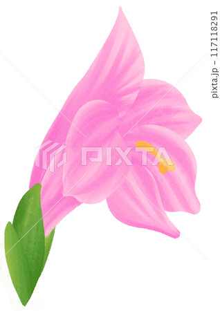 Pink Gladiolus is one of the birth flowers for August 117118291