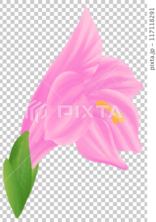 Pink Gladiolus is one of the birth flowers for August 117118291