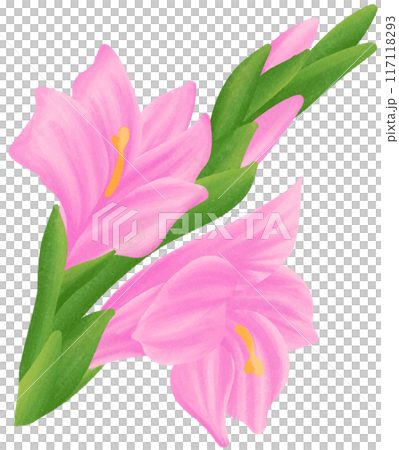 Pink Gladiolus is one of the birth flowers for August Pink Gladiolus is one of the birth flowers for August 117118293