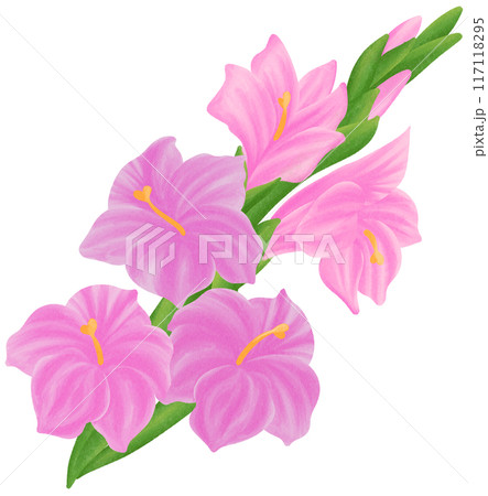 Pink Gladiolus is one of the birth flowers for August Pink Gladiolus is one of the birth flowers for August 117118295