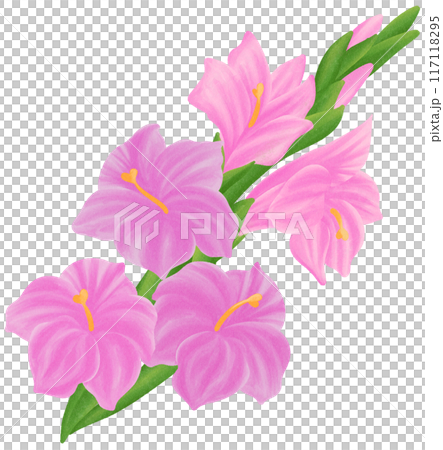Pink Gladiolus is one of the birth flowers for August 117118295