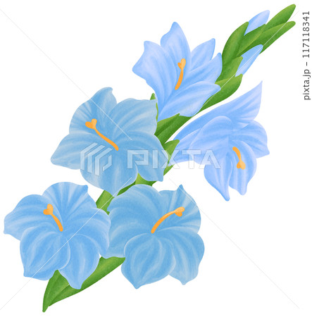 Blue Gladiolus  is one of the birth flowers for August 117118341