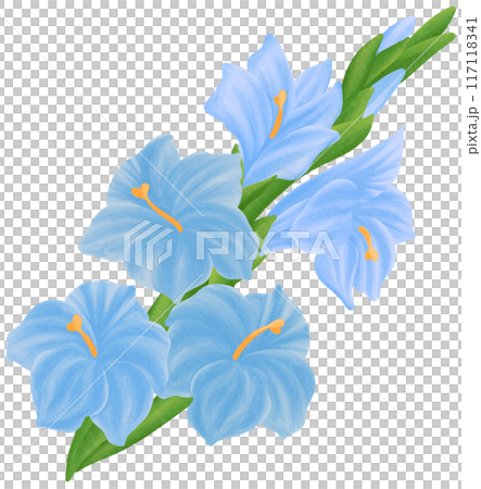 Blue Gladiolus  is one of the birth flowers for August 117118341