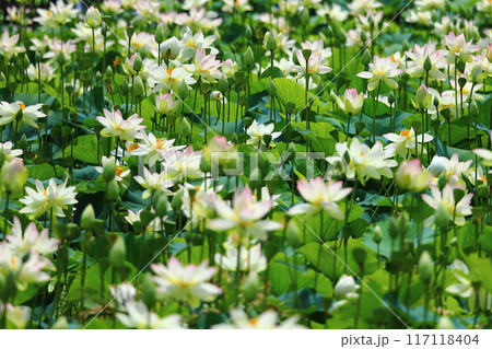 蓮の花　日本最北の蓮池　鏡沼のハス 117118404
