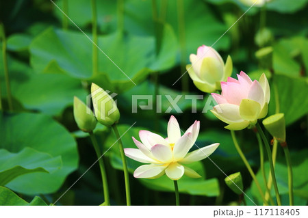 蓮の花　日本最北の蓮池　鏡沼のハス 117118405