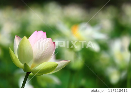 蓮の花 日本最北の蓮池 鏡沼のハス 蓮の花 日本最北の蓮池 鏡沼のハス 117118411