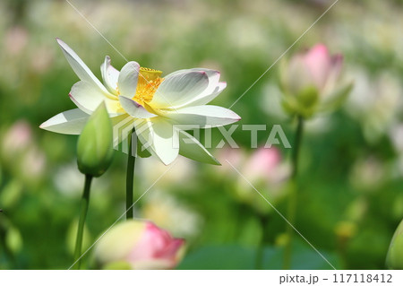 蓮の花　日本最北の蓮池　鏡沼のハス 117118412