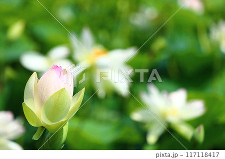 蓮の花 日本最北の蓮池 鏡沼のハス 蓮の花 日本最北の蓮池 鏡沼のハス 117118417