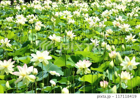 蓮の花 日本最北の蓮池 鏡沼のハス 蓮の花 日本最北の蓮池 鏡沼のハス 117118419