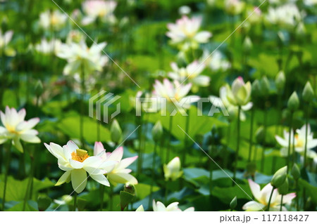 蓮の花 日本最北の蓮池 鏡沼のハス 蓮の花 日本最北の蓮池 鏡沼のハス 117118427