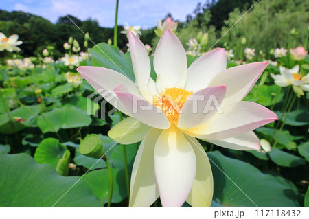 蓮の花　日本最北の蓮池　鏡沼のハス 117118432