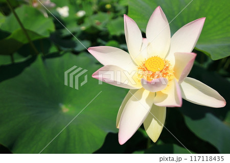 蓮の花　日本最北の蓮池　鏡沼のハス 117118435