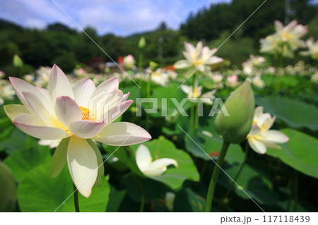 蓮の花　日本最北の蓮池　鏡沼のハス 117118439