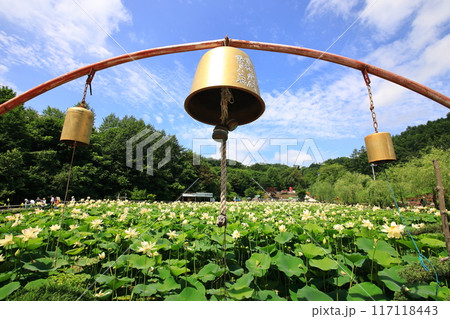 蓮の花　日本最北の蓮池　鏡沼のハス 117118443