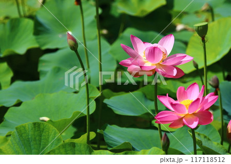 蓮の花　日本最北の蓮池　鏡沼のハス 117118512