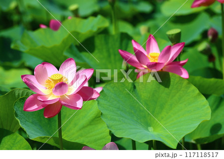 蓮の花　日本最北の蓮池　鏡沼のハス 117118517