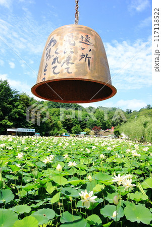 蓮の花 日本最北の蓮池 鏡沼のハス 蓮の花 日本最北の蓮池 鏡沼のハス 117118522