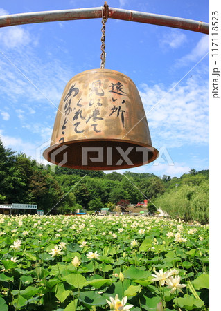 蓮の花　日本最北の蓮池　鏡沼のハス 117118523