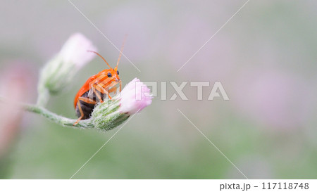 Orange Beetle on Pink Bud - Ideal for Nature and Wildlife Stock Photography Orange Beetle on Pink Bud - Ideal for Nature and Wildlife Stock Photography 117118748