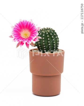 Pink Bolivia Cactus Flower in Terracotta Pot on White Background - Perfect for Home Decor and Botanical Studies Pink Bolivia Cactus Flower in Terracotta Pot on White Background - Perfect for Home Decor and Botanical Studies 117118750