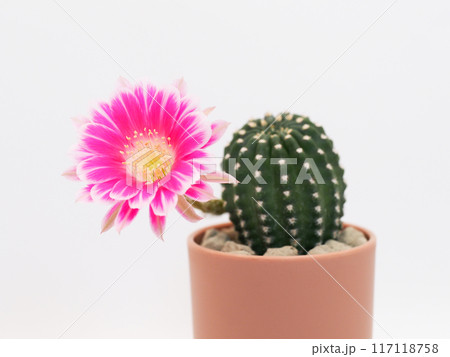 Pink Bolivia Cactus Flower in Terracotta Pot on White Background - Perfect for Home Decor and Botanical Studies 117118758