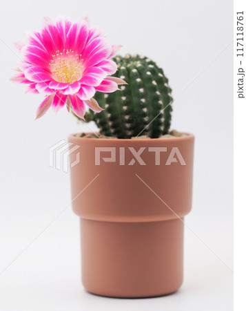 Pink Bolivia Cactus Flower in Terracotta Pot on White Background - Perfect for Home Decor and Botanical Studies 117118761
