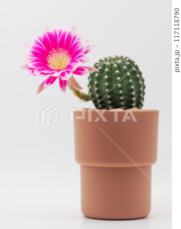 Pink Bolivia Cactus Flower in Terracotta Pot on White Background - Perfect for Home Decor and Botanical Studies Pink Bolivia Cactus Flower in Terracotta Pot on White Background - Perfect for Home Decor and Botanical Studies 117118790