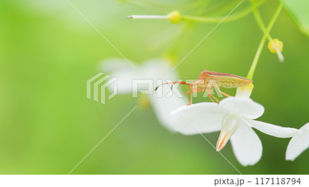 Rice Stink Bug on white tiny flower - Perfect for Nature and Wildlife Photography Projects Rice Stink Bug on white tiny flower - Perfect for Nature and Wildlife Photography Projects 117118794