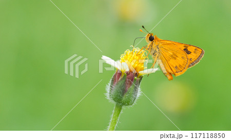 Delicate Butterfly on Green Blade of Grass for Nature and Wildlife Projects 117118850