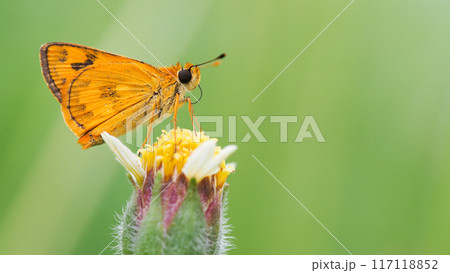 Delicate Butterfly on Green Blade of Grass for Nature and Wildlife Projects 117118852