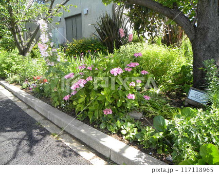 桃色の花が咲いた紫陽花 桃色の花が咲いた紫陽花 117118965
