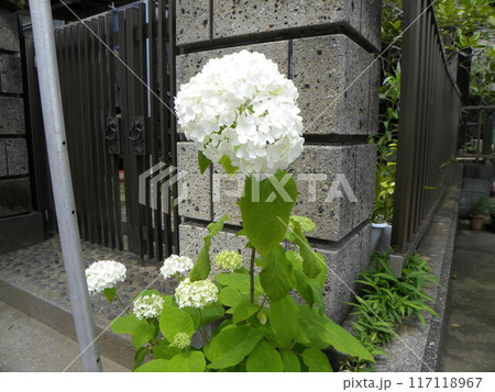 花の色の変化が楽しいアナベルアジサイ 花の色の変化が楽しいアナベルアジサイ 117118967