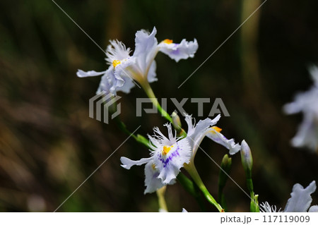 ヒメシャラ 117119009