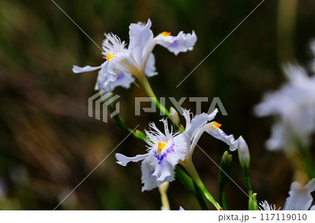 ヒメシャラ 117119010