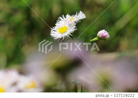 ハルジオン 117119222