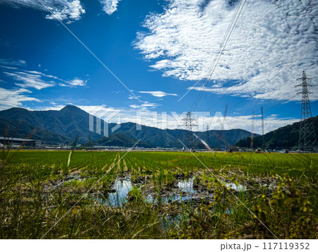 福井の田んぼと夏の空 福井県 武生 北陸 福井の田んぼと夏の空 福井県 武生 北陸 117119352