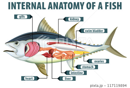 Internal Anatomy of a Fish Internal Anatomy of a Fish 117119894