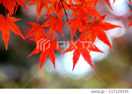 五色沼の紅葉・錦秋(福島県・裏磐梯) 五色沼の紅葉・錦秋(福島県・裏磐梯) 117120145