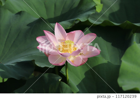 朝方の蓮　開花模様 117120239