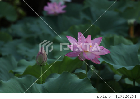 朝方の蓮 開花模様 朝方の蓮 開花模様 117120251