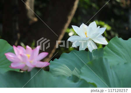 朝方の蓮　開花模様 117120257
