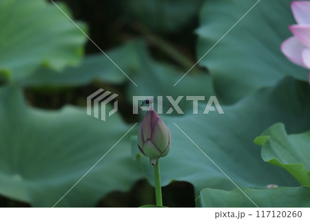 朝方の蓮 開花模様 朝方の蓮 開花模様 117120260