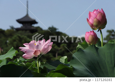 朝方の蓮　開花模様 117120281