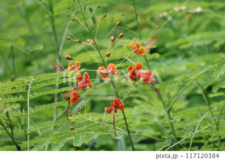 緑の葉の中にオレンジ色の花びらのオオゴチョウの花が咲く風景 緑の葉の中にオレンジ色の花びらのオオゴチョウの花が咲く風景 117120384
